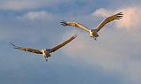 Sandhill Cranes_73202